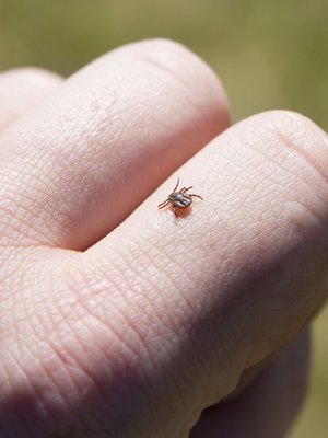 punkki, puutiainen, borrelioosi, Lymen borrelioosi