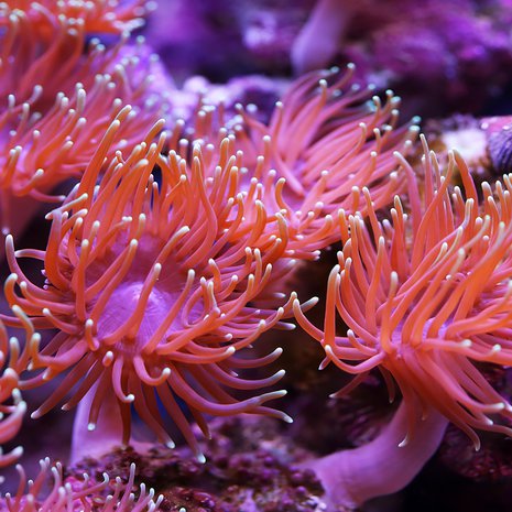 Merivuokosta uusia lääkkeitä ylipainoon ja insuliiniresistenssiin