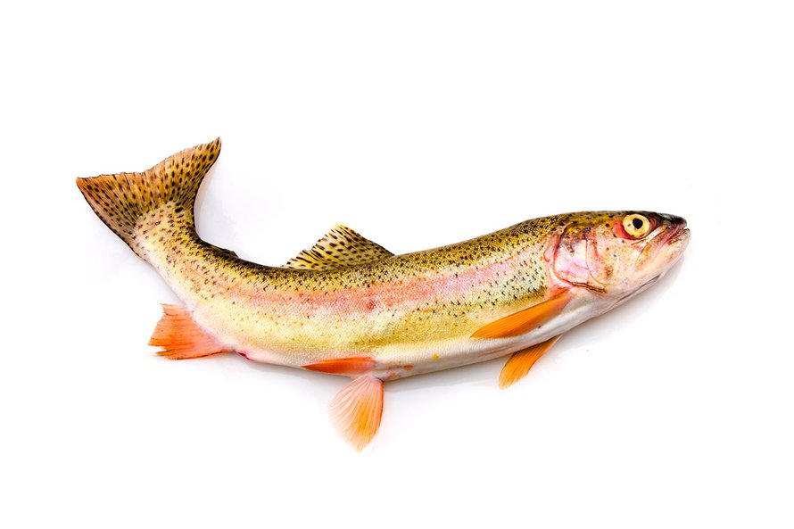 Kuva Shutterstock