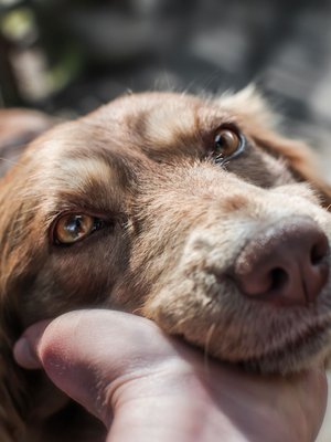 Kuva: <span class="photographer">Shutterstock</span>