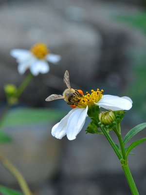 Aivojen lepo on sitä, että ei olla tietoisesti aktiivisia, vaan oleillaan vain. Katsellaan vaikka takkatulta tai kimalaisen lentoa.
