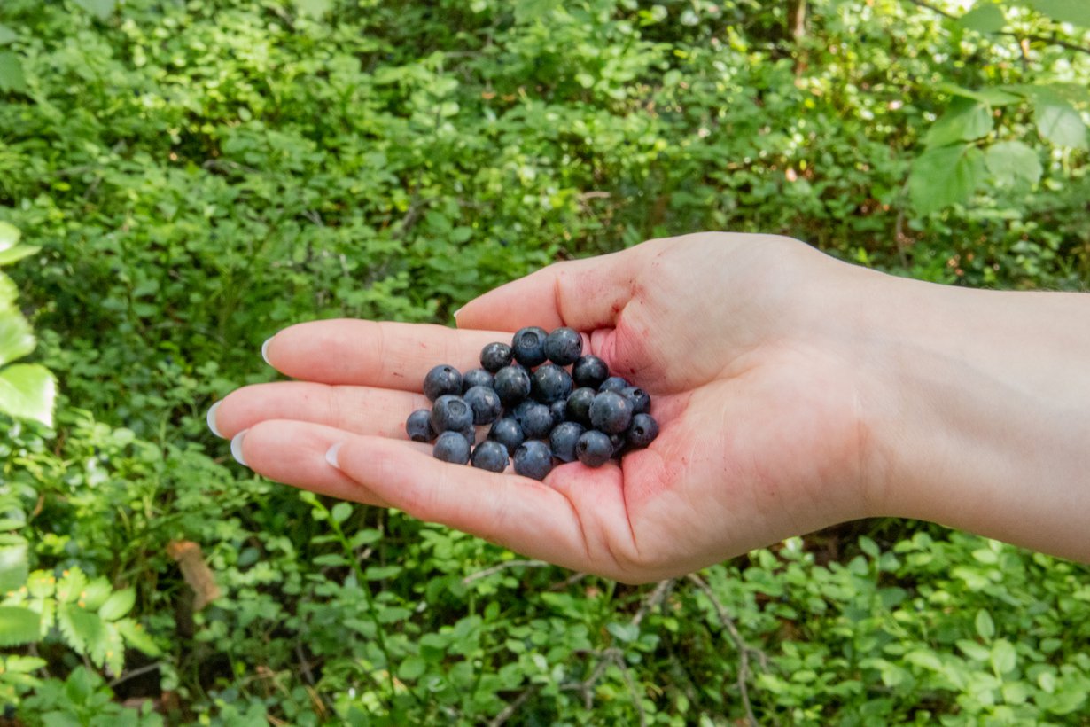 Marjoja kannattaa syödä vaikka joka päivä.
