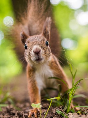 Aina voi pyytää hätiin vaikka oravan. Kuva: <span class="photographer">iStockphoto</span>