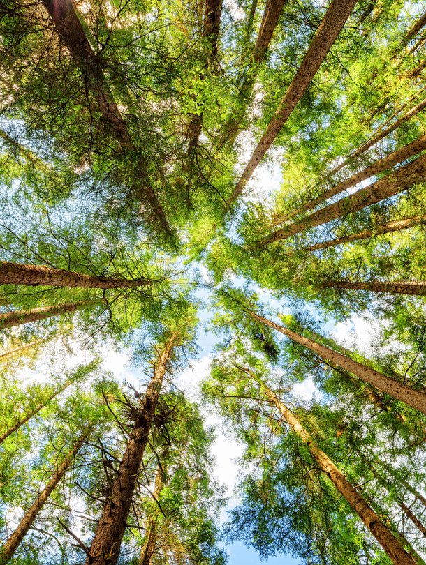 Männystä saadaan kolesterolia laskevia kasvisteroleita ja -stanoleita. Kuva: <span class="photographer">Shutterstock</span>
