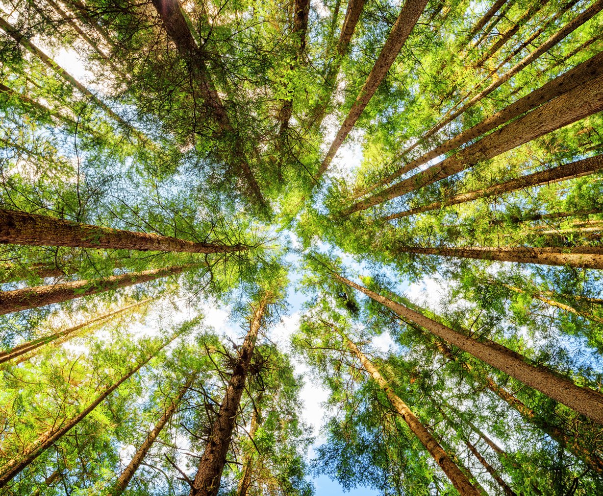Männystä saadaan kolesterolia laskevia kasvisteroleita ja -stanoleita. Kuva: Shutterstock