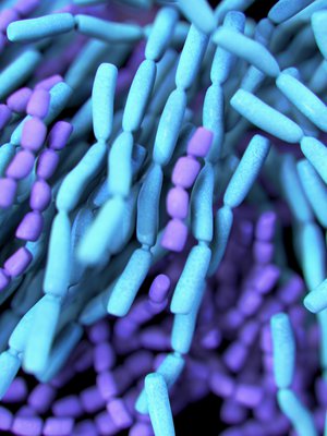 Maitohappobakteereista ja probiooteista puhutaan arjessa sekaisin. Maitohappobakteerit ovat yksi probioottilaji. Kuva: <span class="photographer">iStockphoto</span>