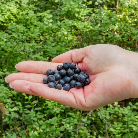 Marjoja kannattaa syödä vaikka joka päivä.