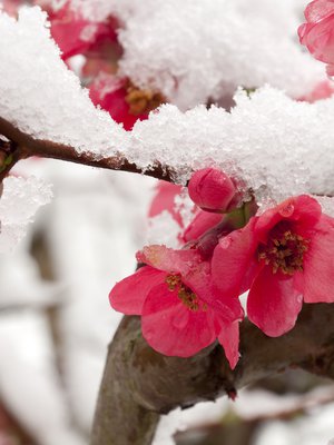 Oikea hetki. Paras keino tulla raskaaksi on harrastaa seksiä jo ennen ovulaatiota ja jatkaa parin päivän välein. Siittiöt säilyvät naisen kehossa elinkelpoisina jopa viikon ajan.