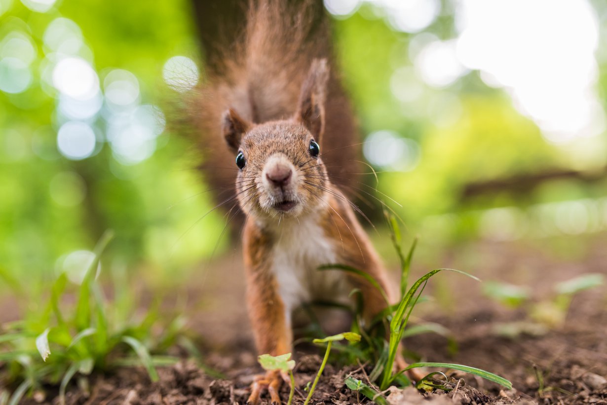 Aina voi pyytää hätiin vaikka oravan. Kuva: iStockphoto