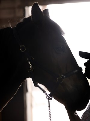 Tallilla käyminen auttaa Millaa toipumaan. ”Hevosen harjaaminen saa oloni aina paremmaksi.” (Kuva: <span class="photographer">Juha Salminen)</span>