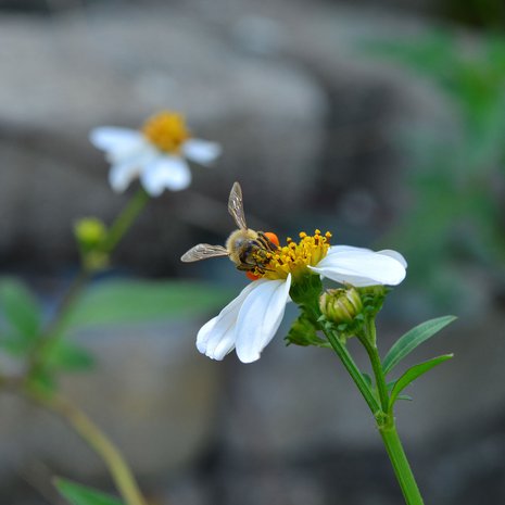 Aivojen lepo on sitä, että ei olla tietoisesti aktiivisia, vaan oleillaan vain. Katsellaan vaikka takkatulta tai kimalaisen lentoa.