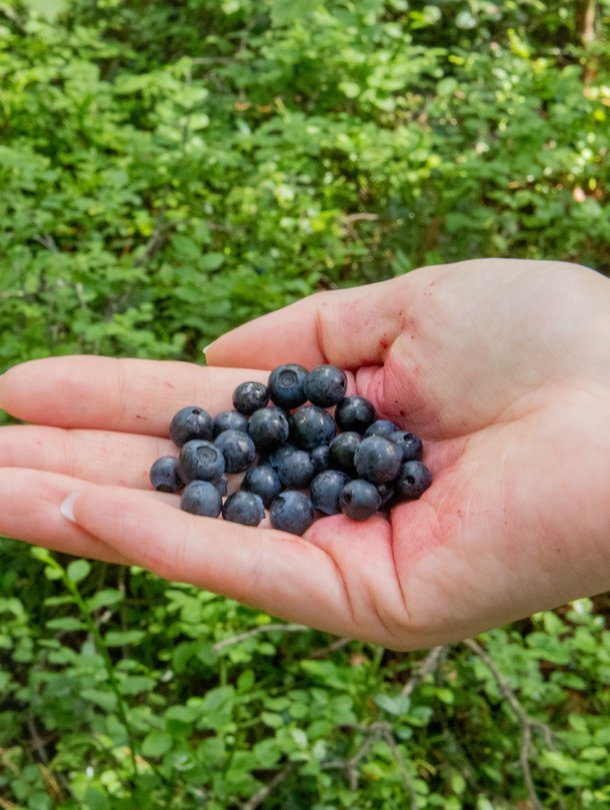 Marjoja kannattaa syödä vaikka joka päivä.