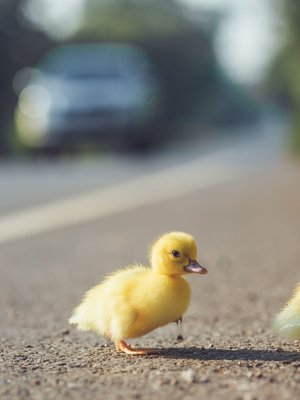 Autoilijoilta vaaditaan nyt erityistä huomiota, kun liikenteessä on paljon pieniä koululaisia. Kuva: <span class="photographer">123rf</span>