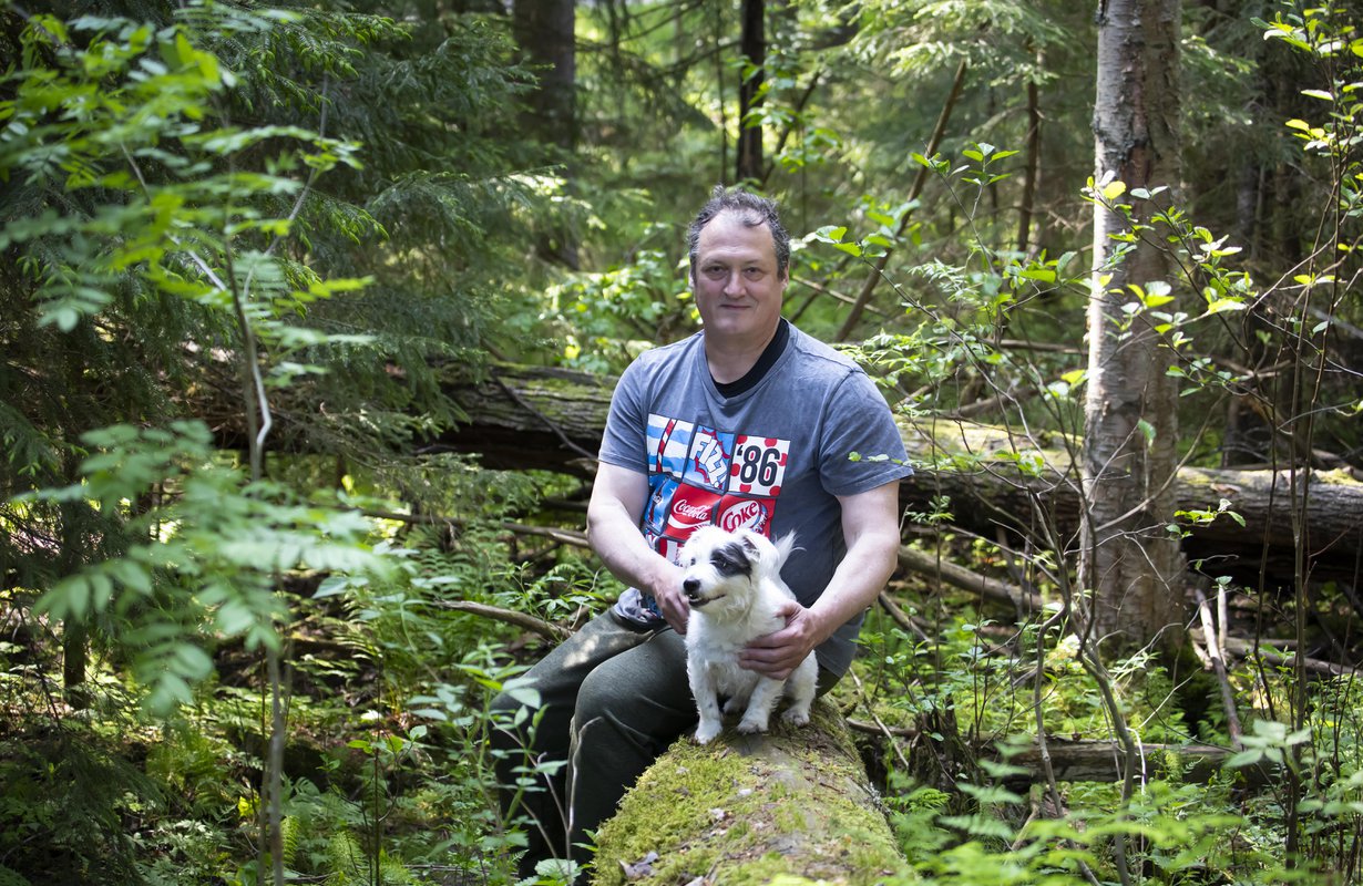 Kun Kimmo Kinnunen tekee metsätöitä, jackrussel Patu, 11, istuu kiven tai kannon päällä ja katselee.